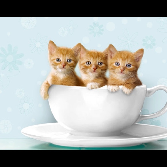 Meet your Posher, Kyle - Picture 1 of 1